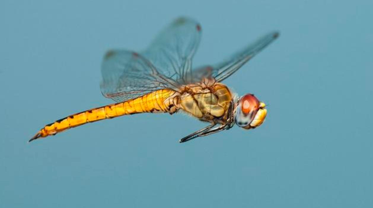 薄翅蜻蜓不足1克重，却能飞行6400公里，打破生命极限值