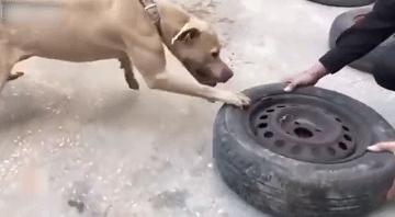 比特犬和二哈哪个厉害,比特犬怎么打不过土狗