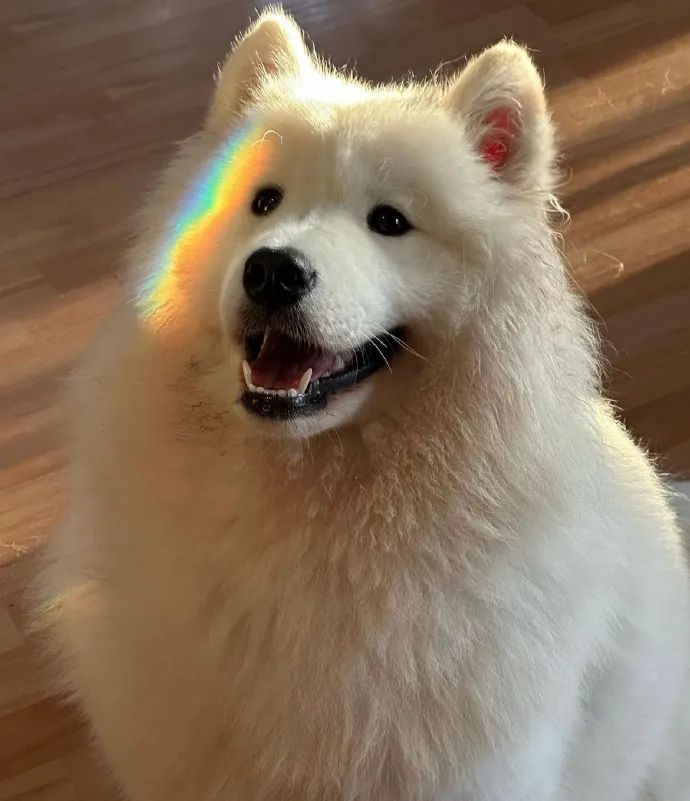 金毛误入地铁站后续,金毛闯地铁