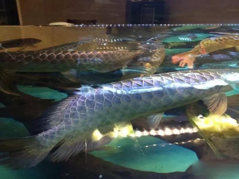 水族爱好者龙鱼,马来买的龙鱼如何带回国内