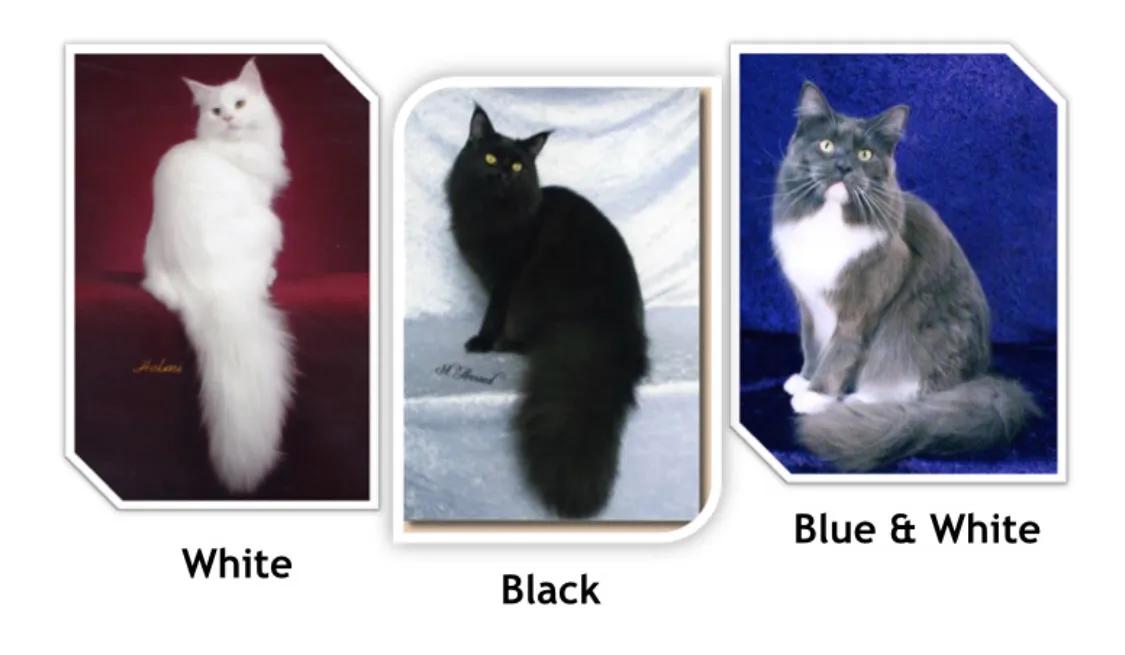 重点布偶和蓝白会配出缅因吗,天选猫耳为什么这么贵