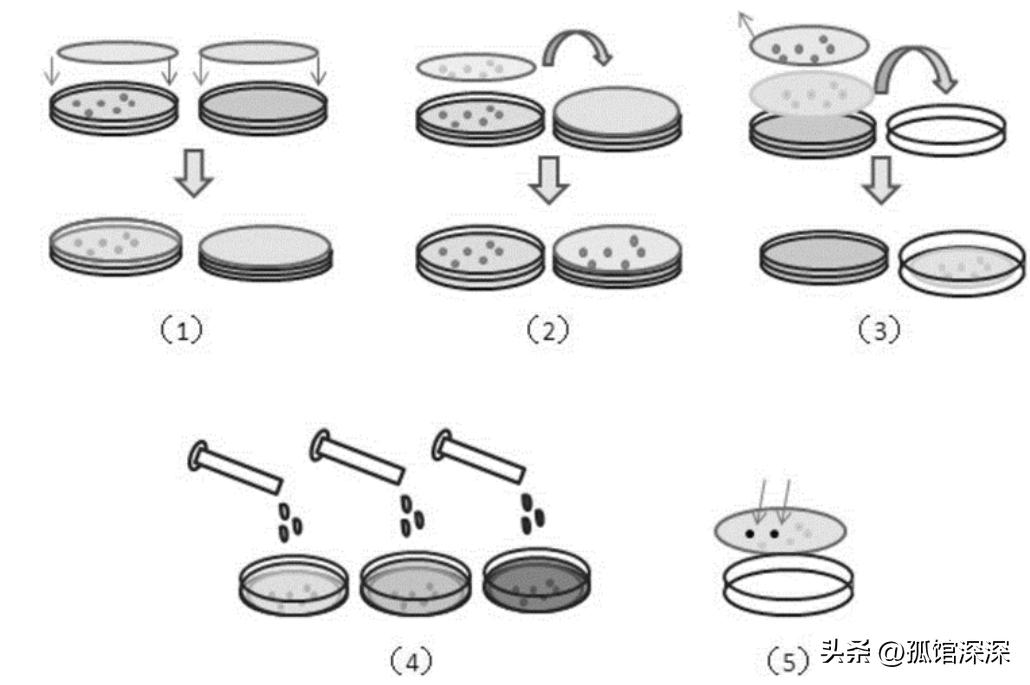 奇异性变形杆菌,奇异变形杆菌内源性感染