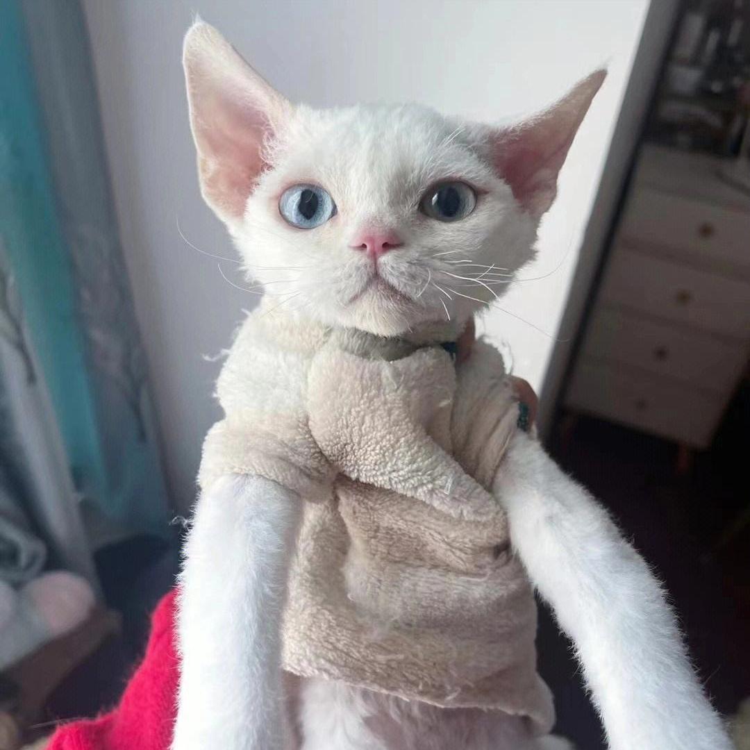 最受好评的猫,好评的猫