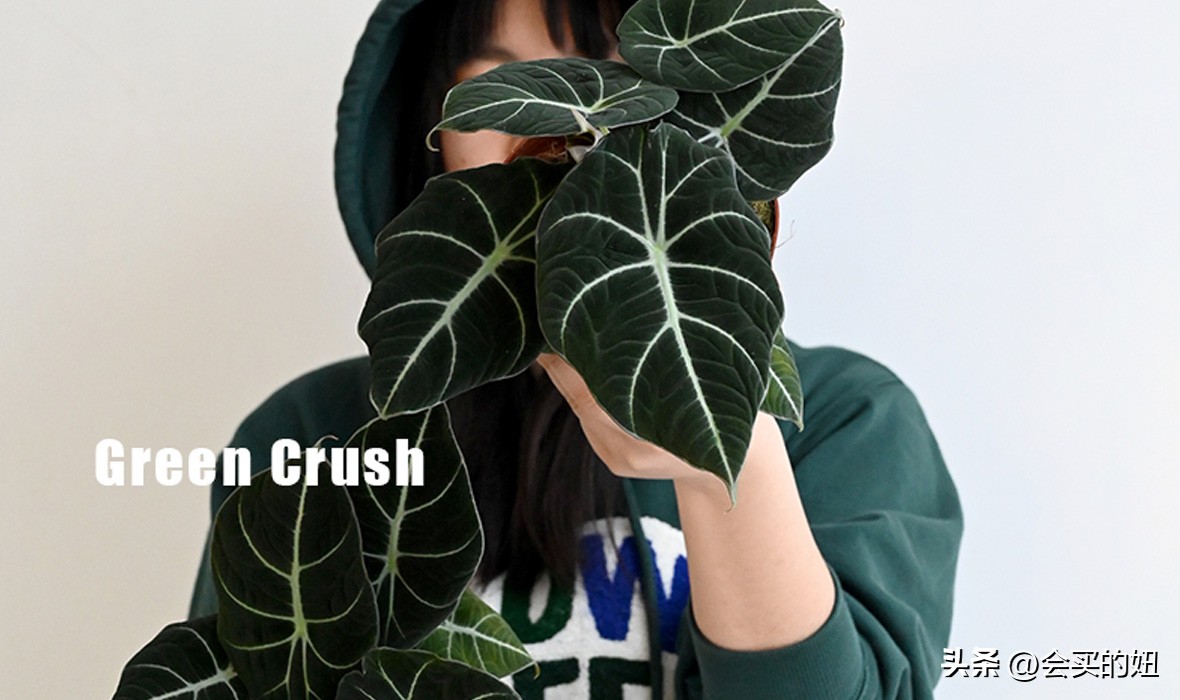 好看又便宜的绿植店铺,什么小绿植好养又适合店铺