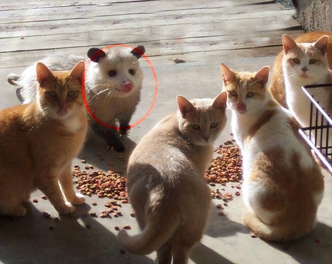 kdj金叉源码,如何用python绘制kdj指标