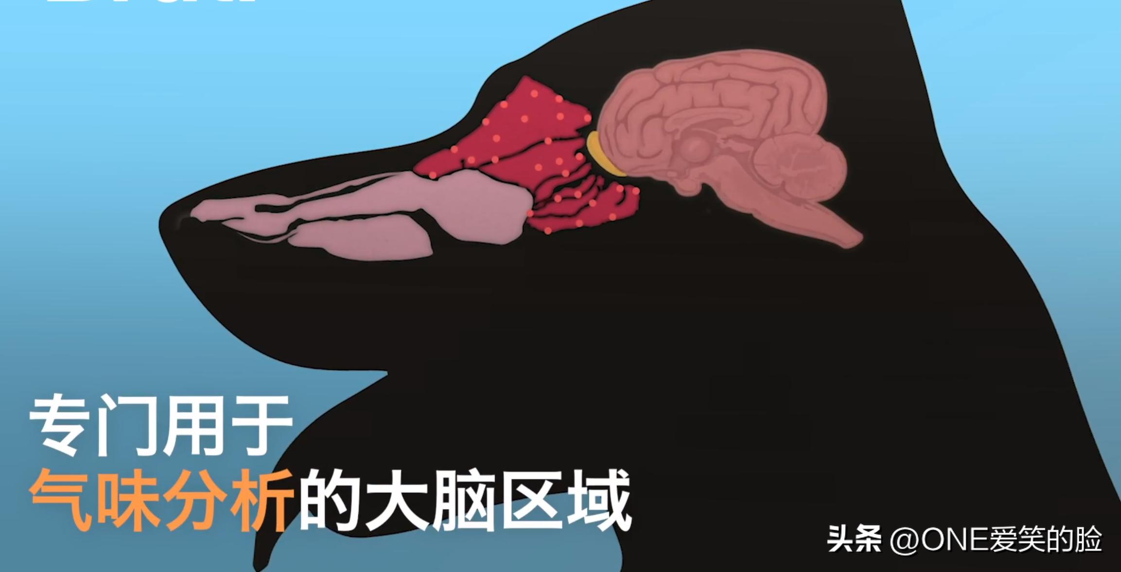 狗的鼻子为什么这么灵敏呢,猪和狗的鼻子谁更灵敏