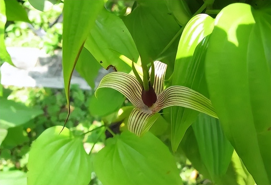 每天学一味中药百部,一味中药百部图片及功效