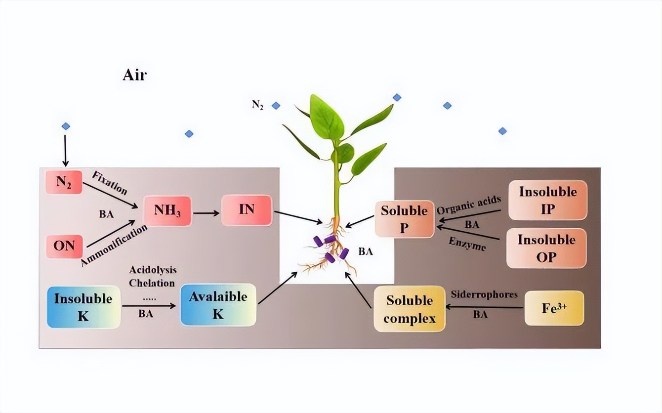 马铃薯种植与加工进展论文,马铃薯生产现状及发展趋势