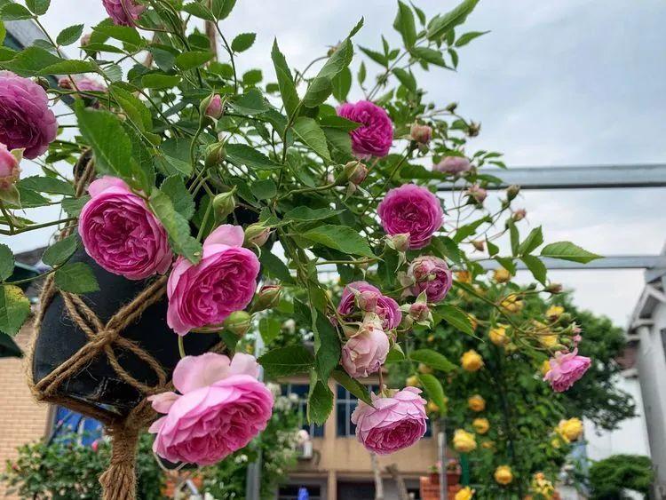 两家共用一个平台怎么解决,两家共用一堵墙发生矛盾怎么处理