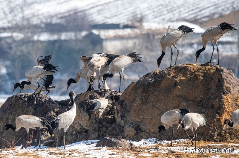 高原精灵黑颈鹤越冬之地——大山包（云、藏自驾旅行纪实之一）