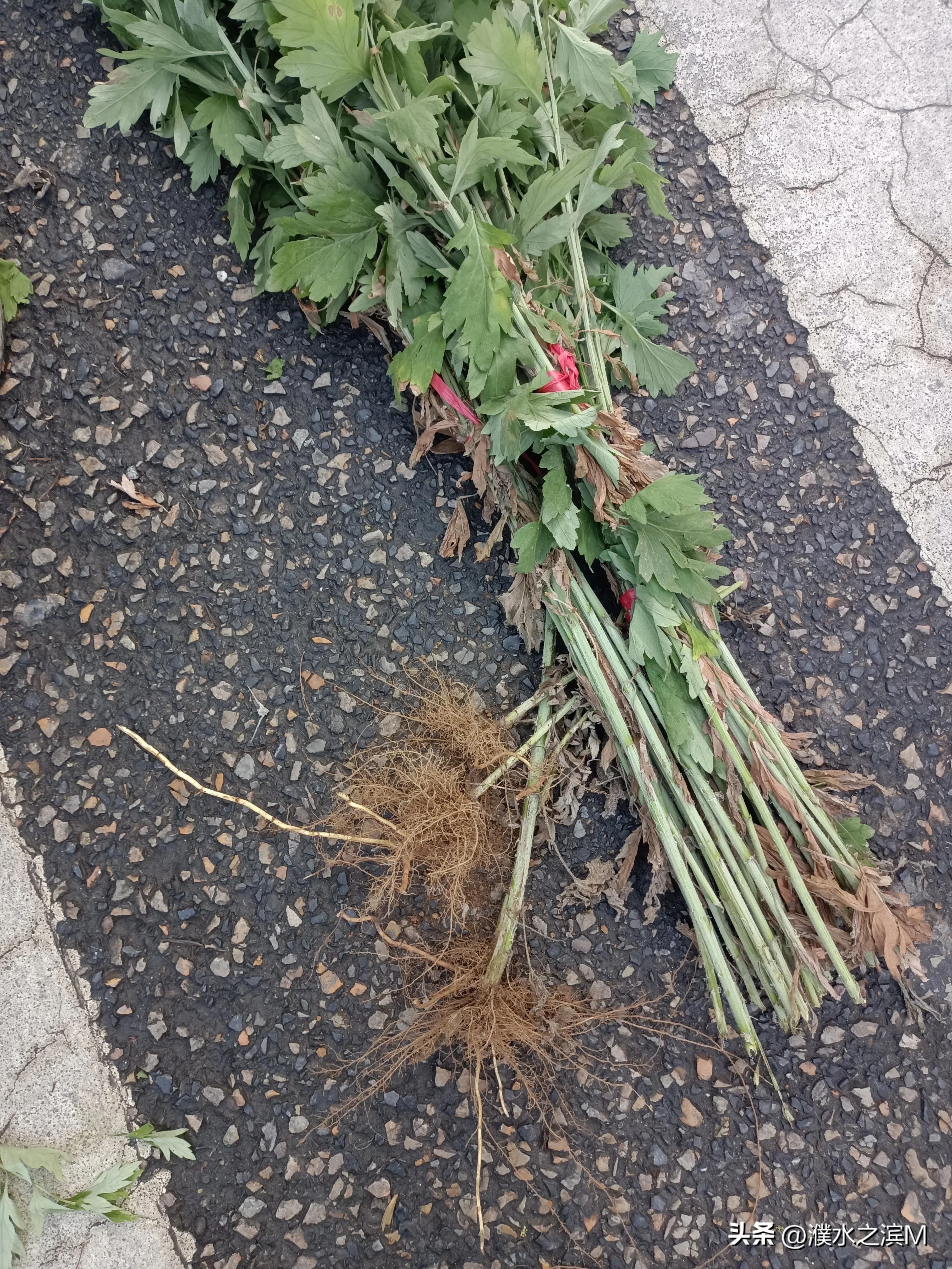 早市买包子,早市买股