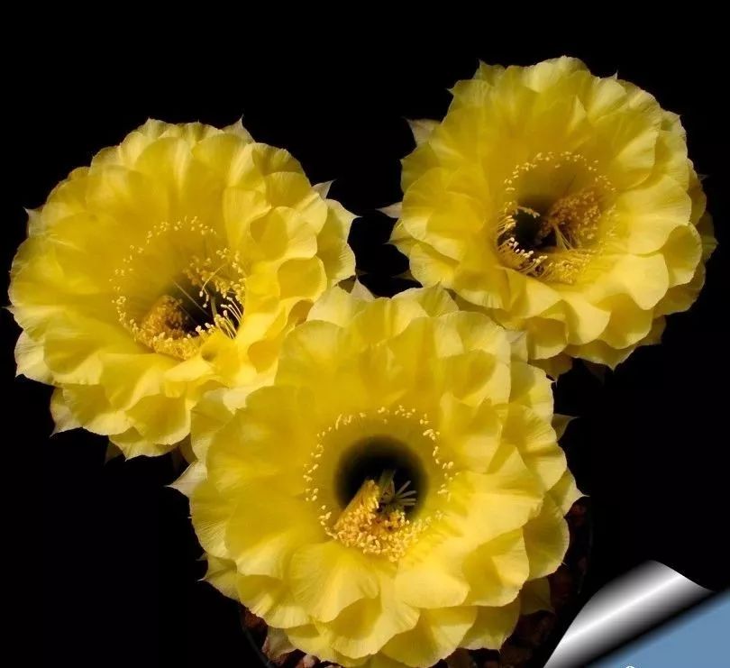 200种·仙人球开花图鉴，大开眼界，美到爆