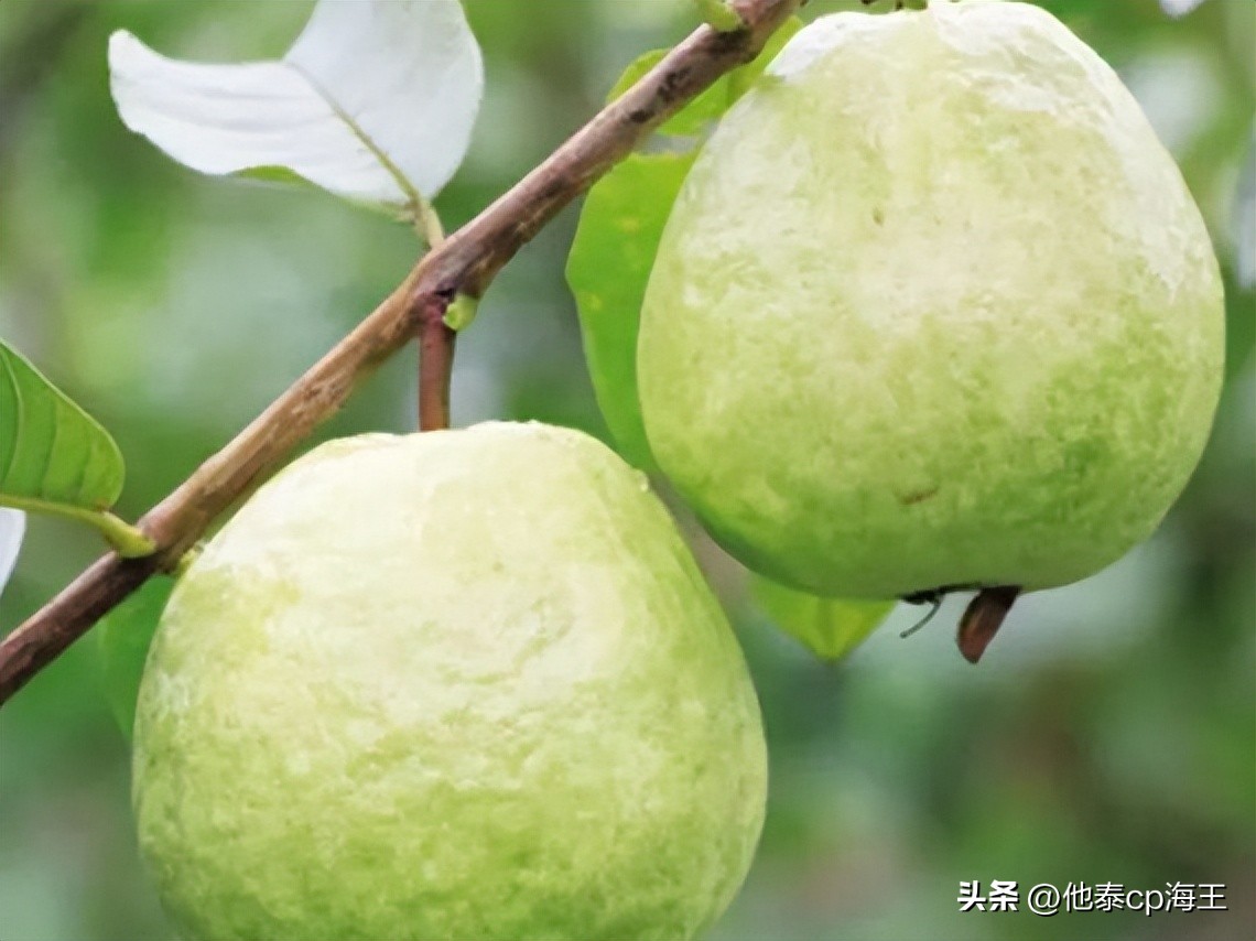 番石榴夏果增甜,番石榴的这种吃法新颖又美味