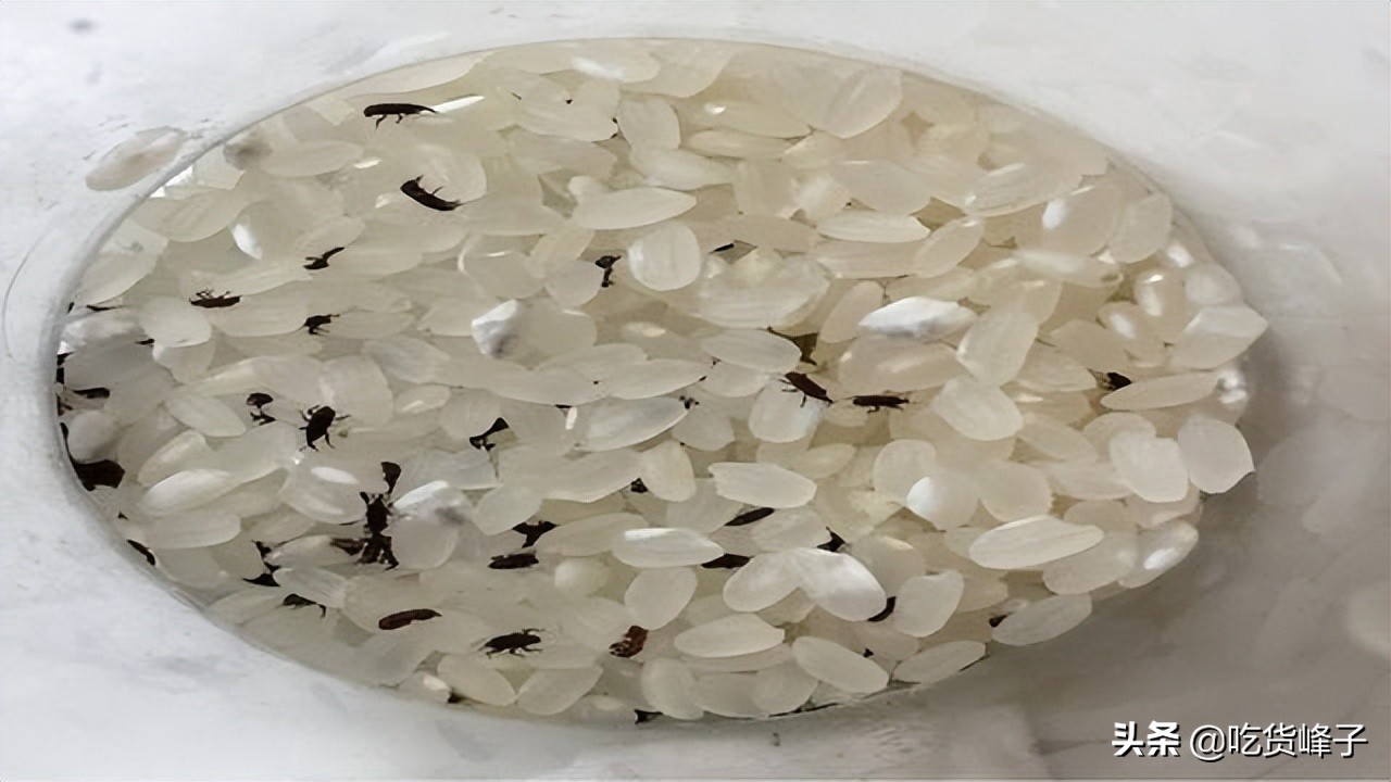 大米生虫了怎么办还能吃吗,大米为啥会出虫子