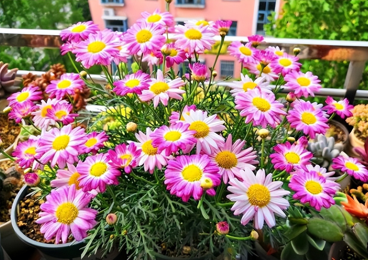 旧筷子可别当垃圾扔了,养花小技巧旧筷子再利用