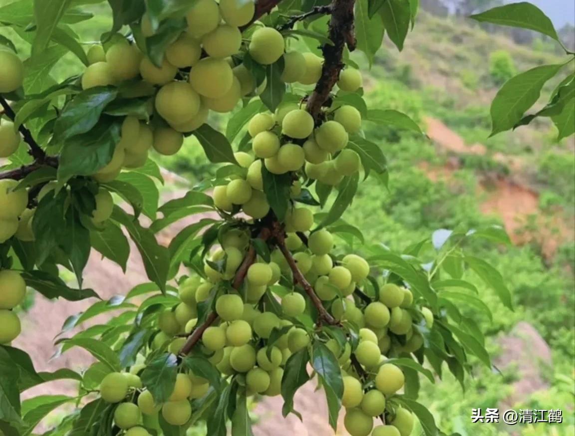 李子叶病害图片大全,李子树上白点是什么病害