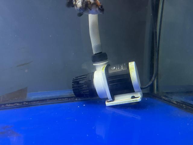 新手养兰寿金鱼饲养技巧,养好兰寿金鱼需要哪些东西