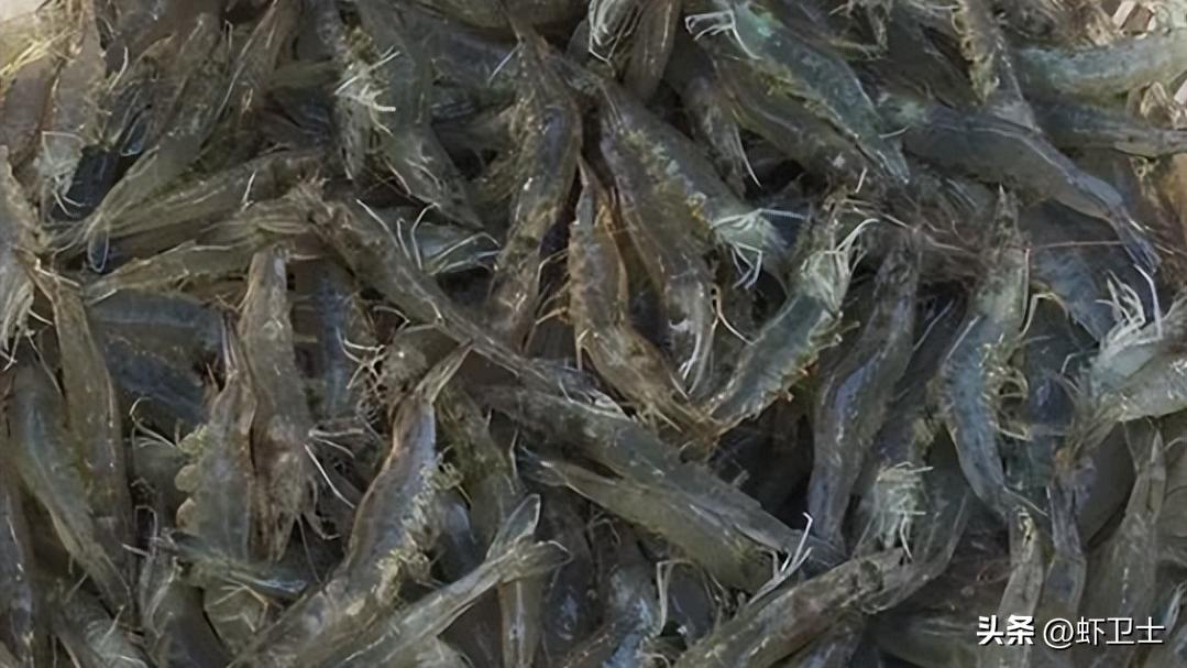 对虾加不上料什么原因,对虾怎么喂料好