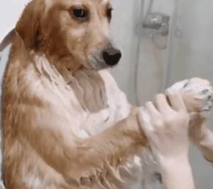 狗界扛把子臭名远扬的4种狗,狗界中最通人性的5种狗