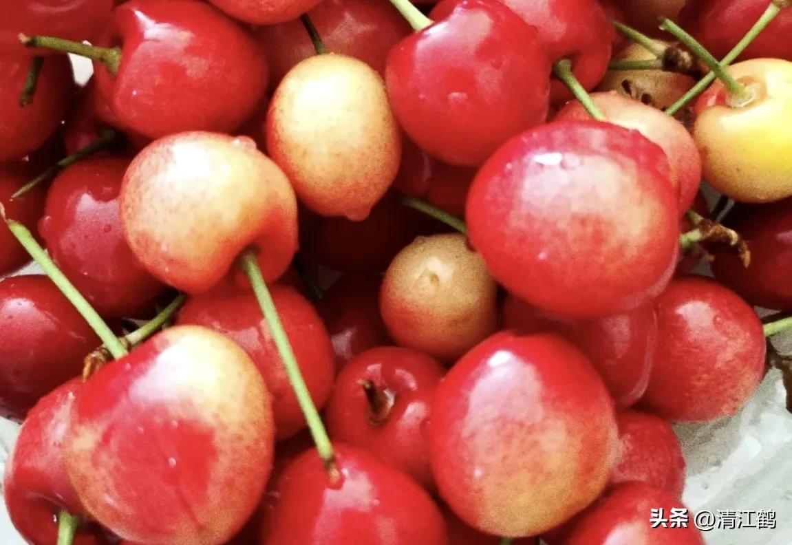 樱桃好吃树难栽完整故事,樱桃好吃树难栽家常版完整版