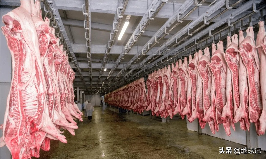 丹麦为什么那么富裕,丹麦为什么能成为养猪王国