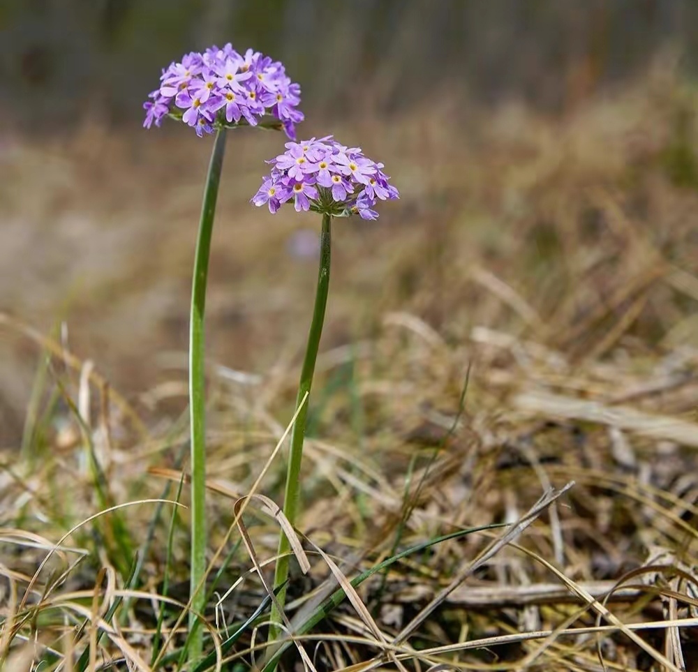 清明期间开的野花有哪些,清明节野花