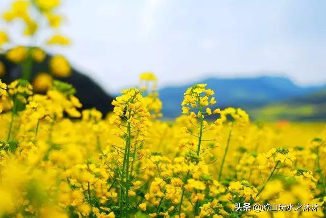 看油菜花的好地旅游攻略,看油菜花哪里最值得去