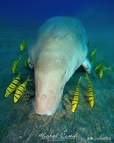 巨型儒艮灭绝,儒艮为什么遭到大量捕杀