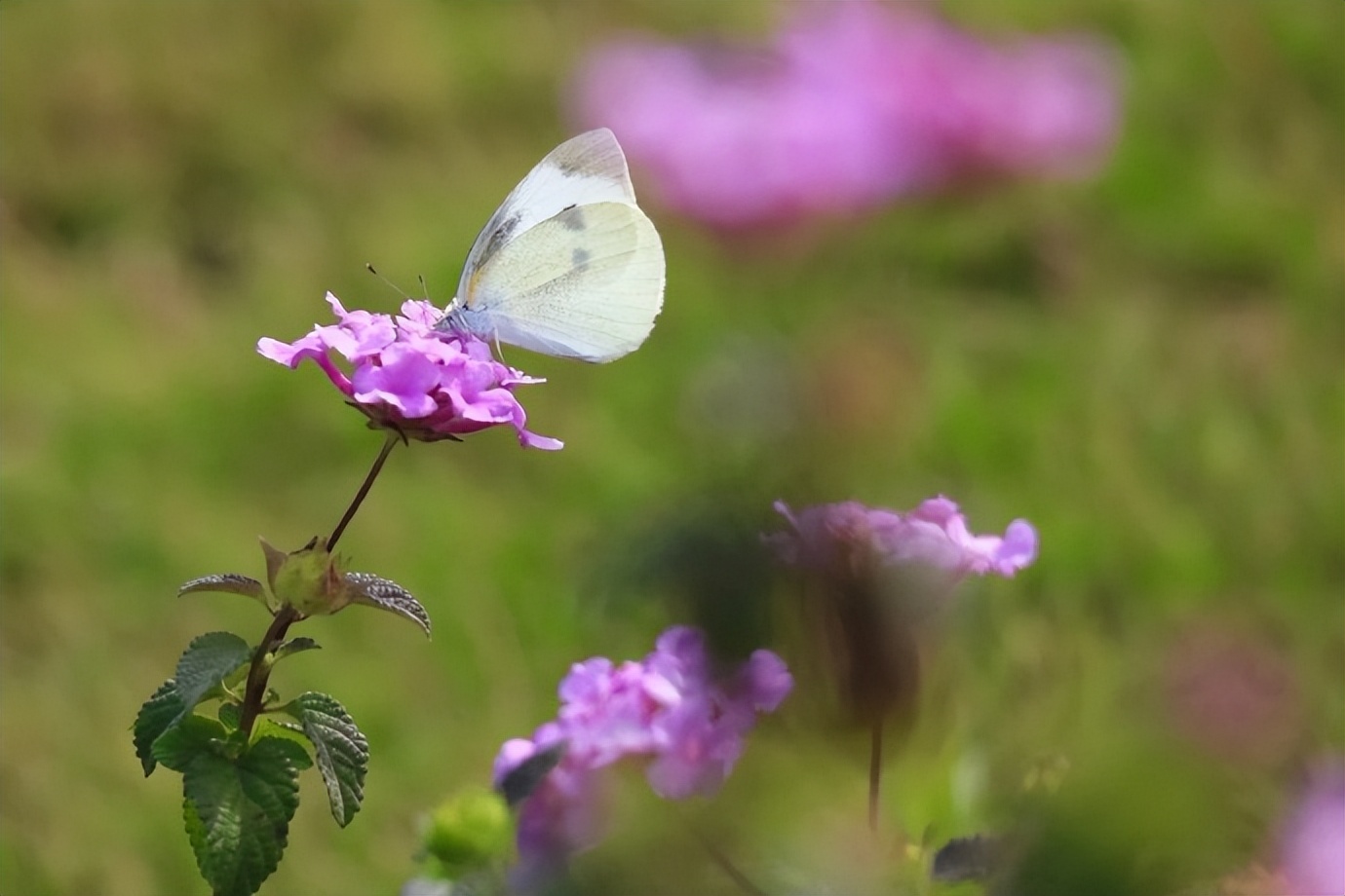 人到五十岁后，发现生儿子和女儿，太不一样了
