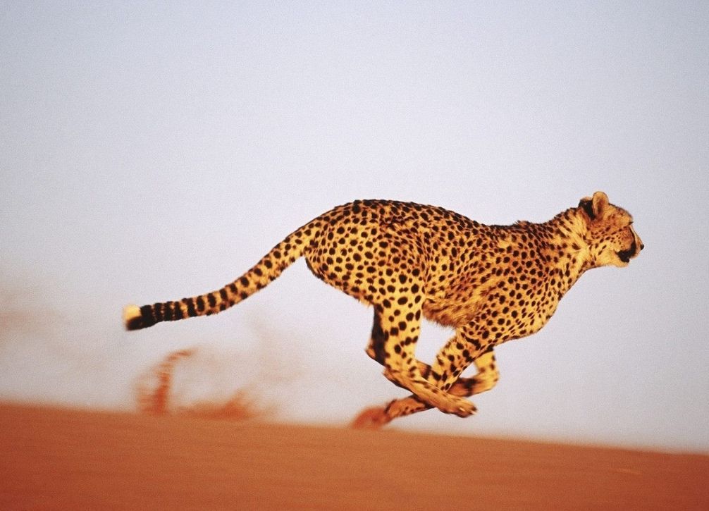 速度和力量的代表动物,速度与力量的完美结合