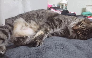 猫咪一直闪红灯是为什么,猫咪向你发出的求救信号