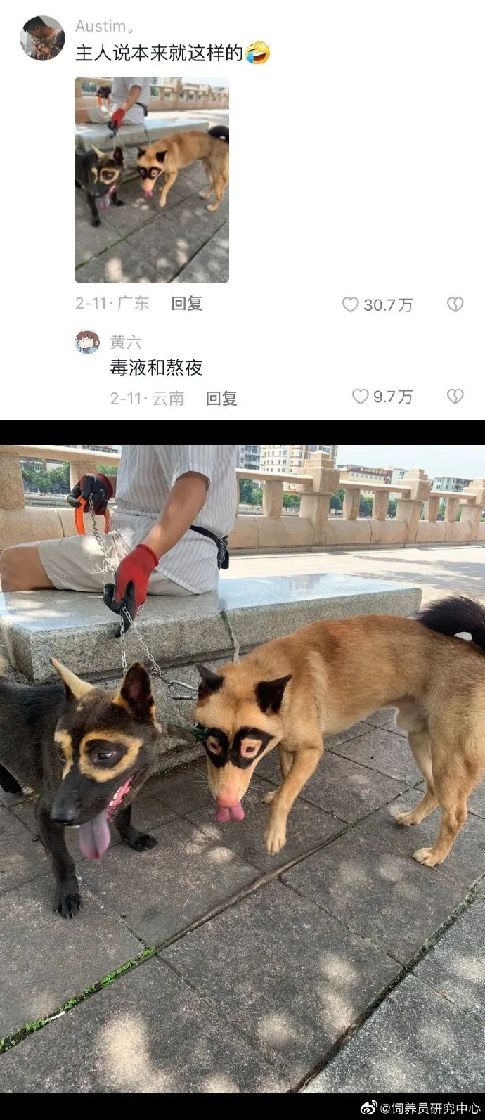 丑萌丑萌的小动物,丑陋又可爱的小动物