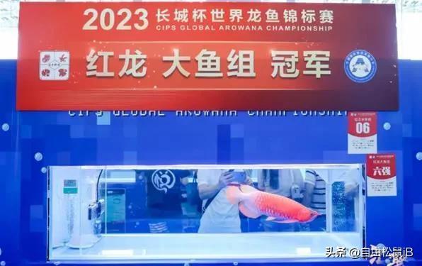 名贵金龙鱼天价视频,天价金龙鱼268万