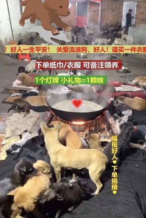 为了拯救动物我们可以做什么,为了拯救小动物牺牲自我