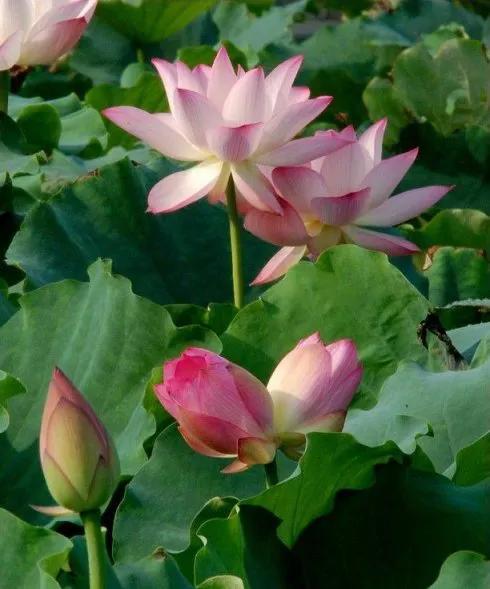 春树的人生格言书籍,人生书籍里的经典语录大全