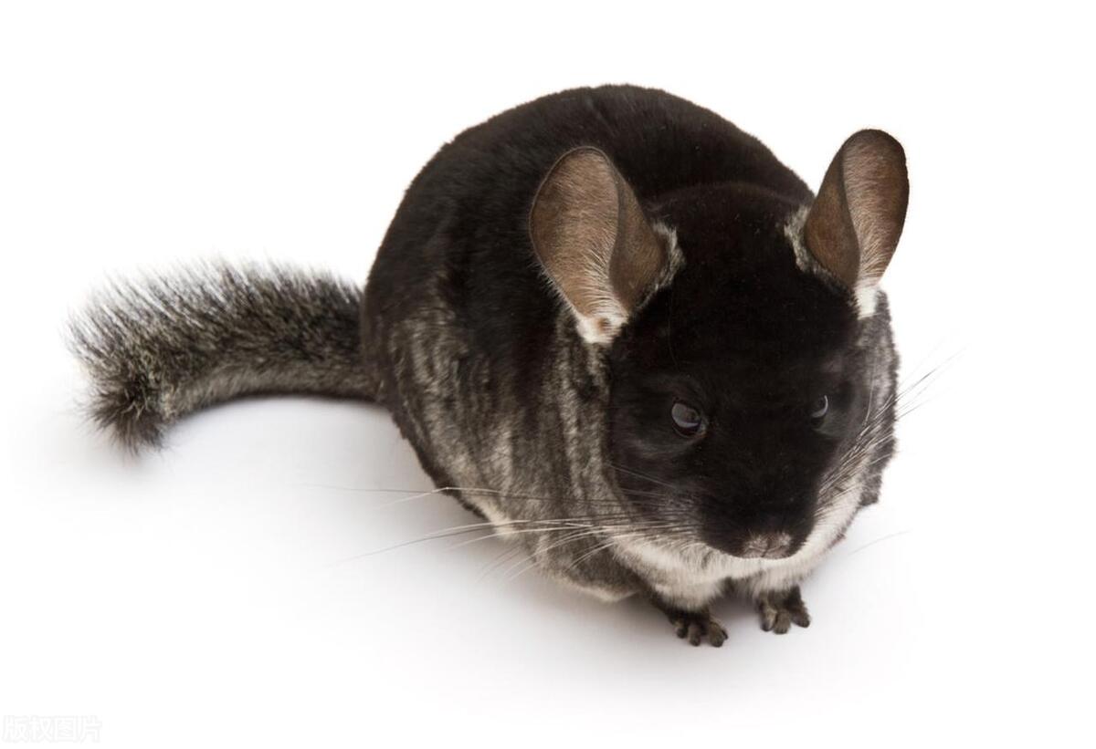 什么龙猫最便宜又好养,龙猫可爱萌图片大全