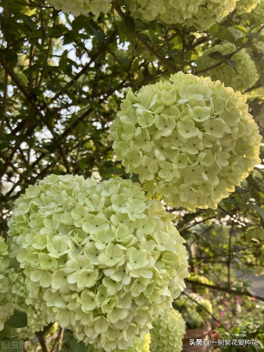 绣球花和球兰花,哪个品种的绣球花球大