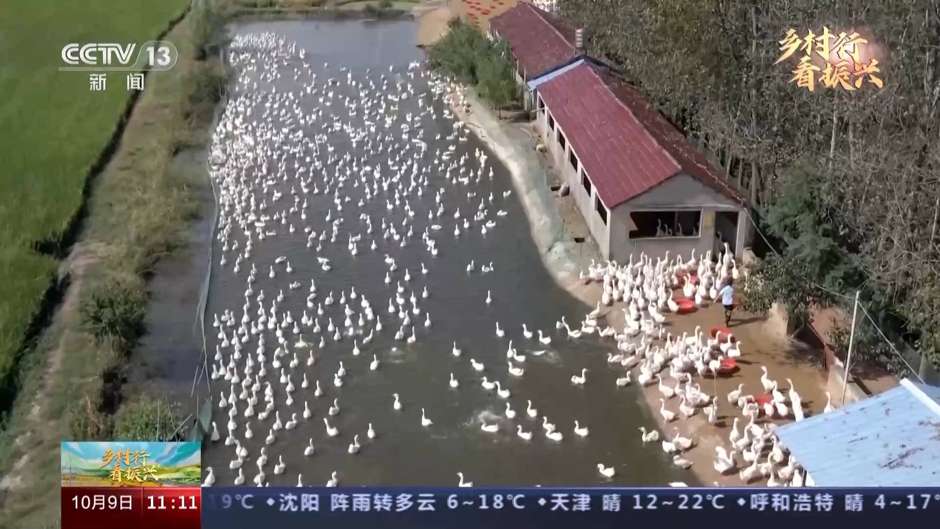 鹅走天下！这只大白鹅带你赚翻了！