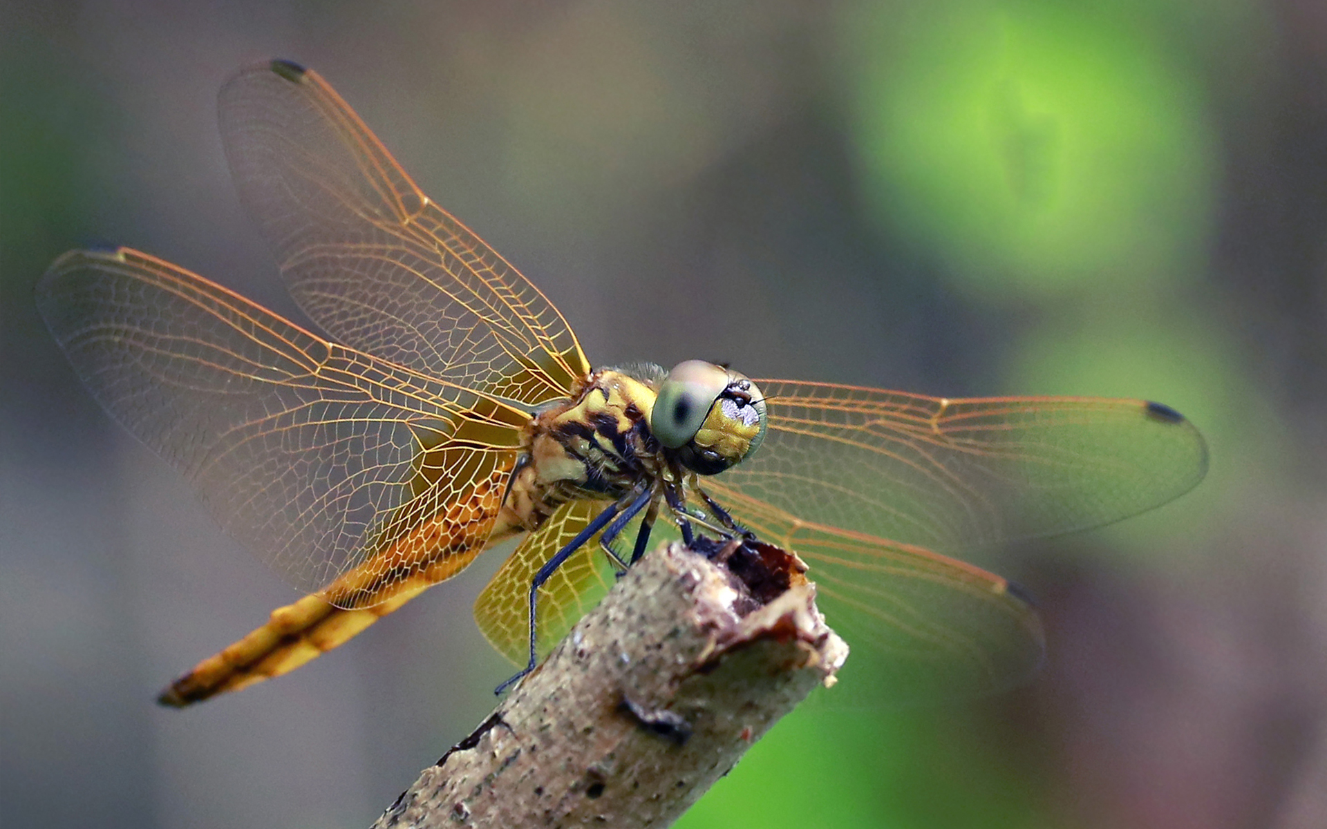 蜻蜓为什么能活过四次大灭绝,为什么现在很少见成群的蜻蜓