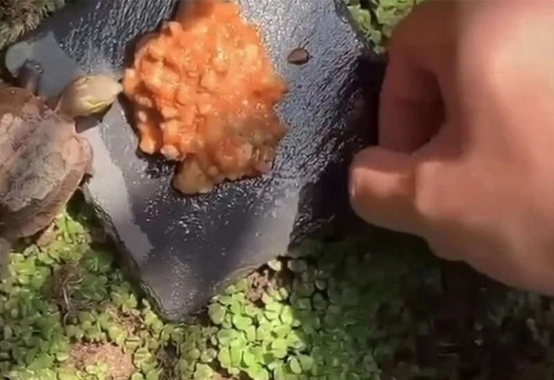 黄缘龟怎么培养,黄缘龟和黄缘闭壳龟有什么区别