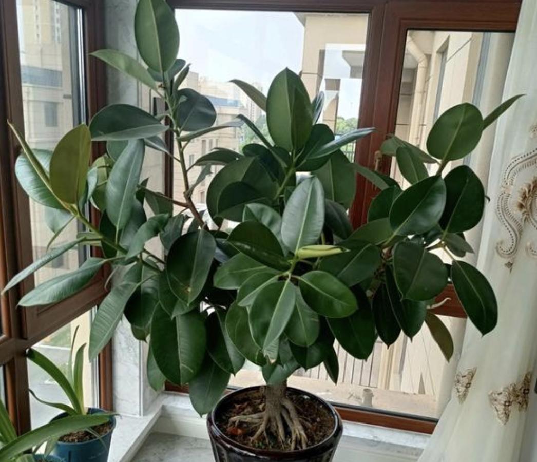 家里养哪种树比较好养,最适合家里养的5种树