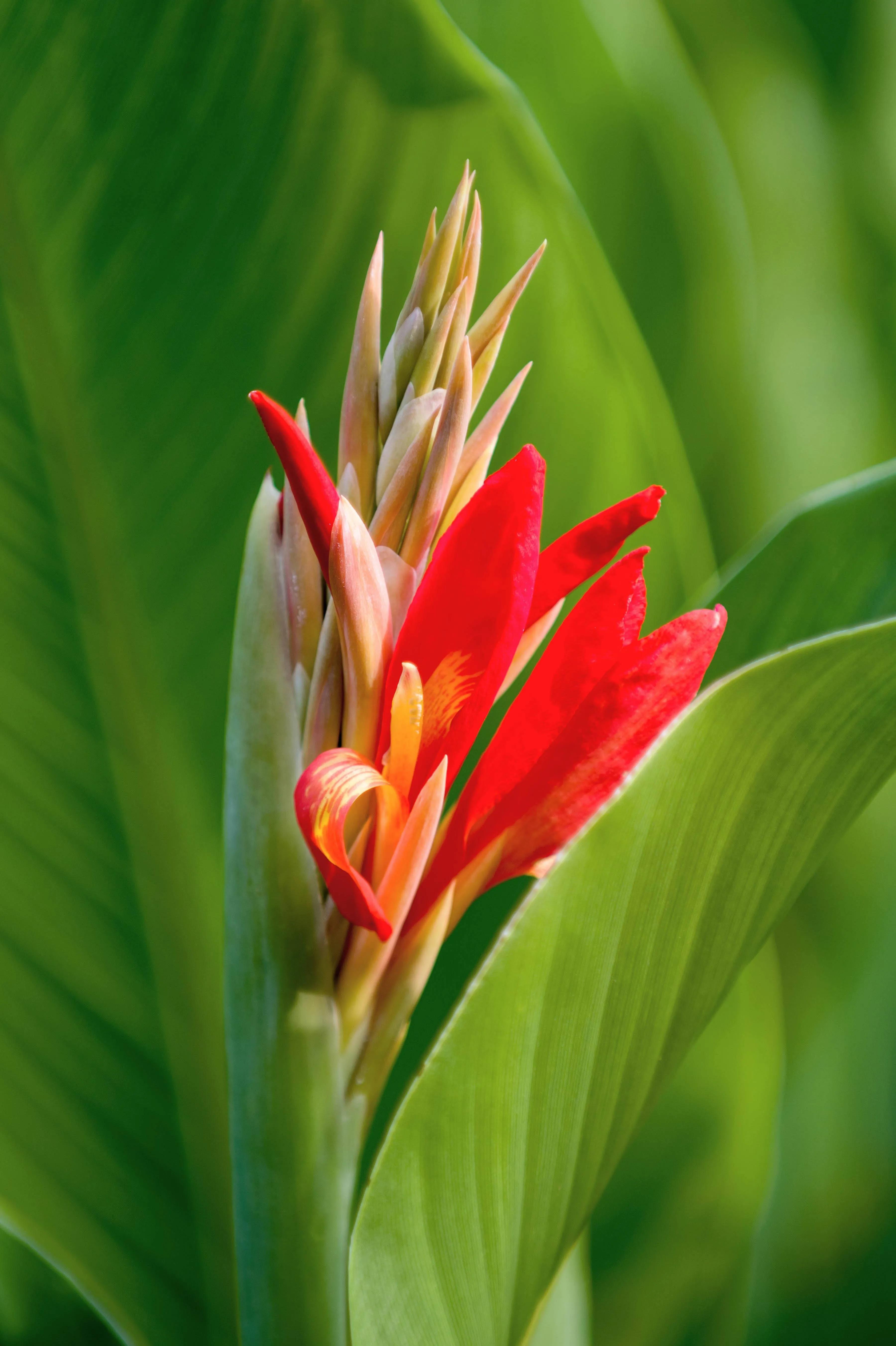 春夏之交，越来越多的花含苞欲放，这一百种娇媚蓓蕾真是美不胜收