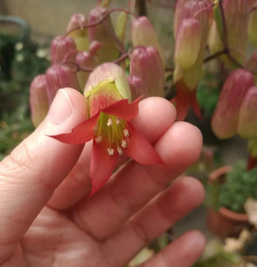 剪的叶子怎么生根发芽,绿萝单独一个叶子能生根吗