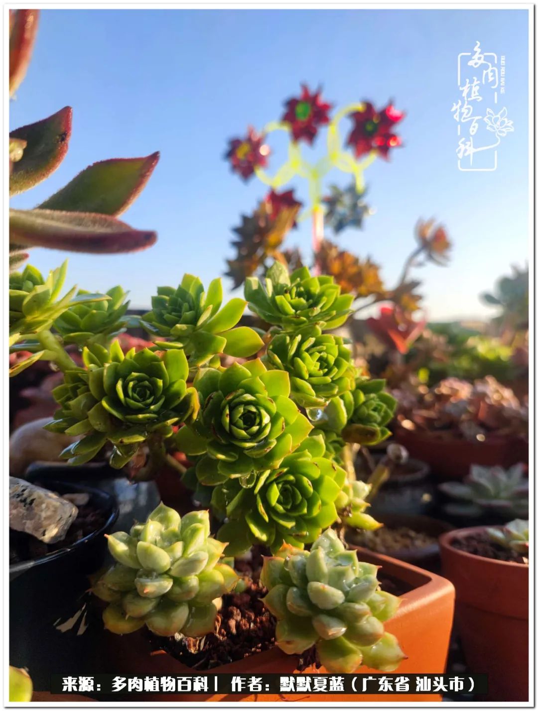 多肉虐我千百遍，我待多肉如初恋