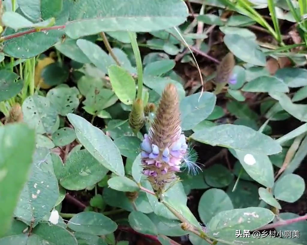 狐狸尾巴红色植物,狐狸尾巴的植物有哪些