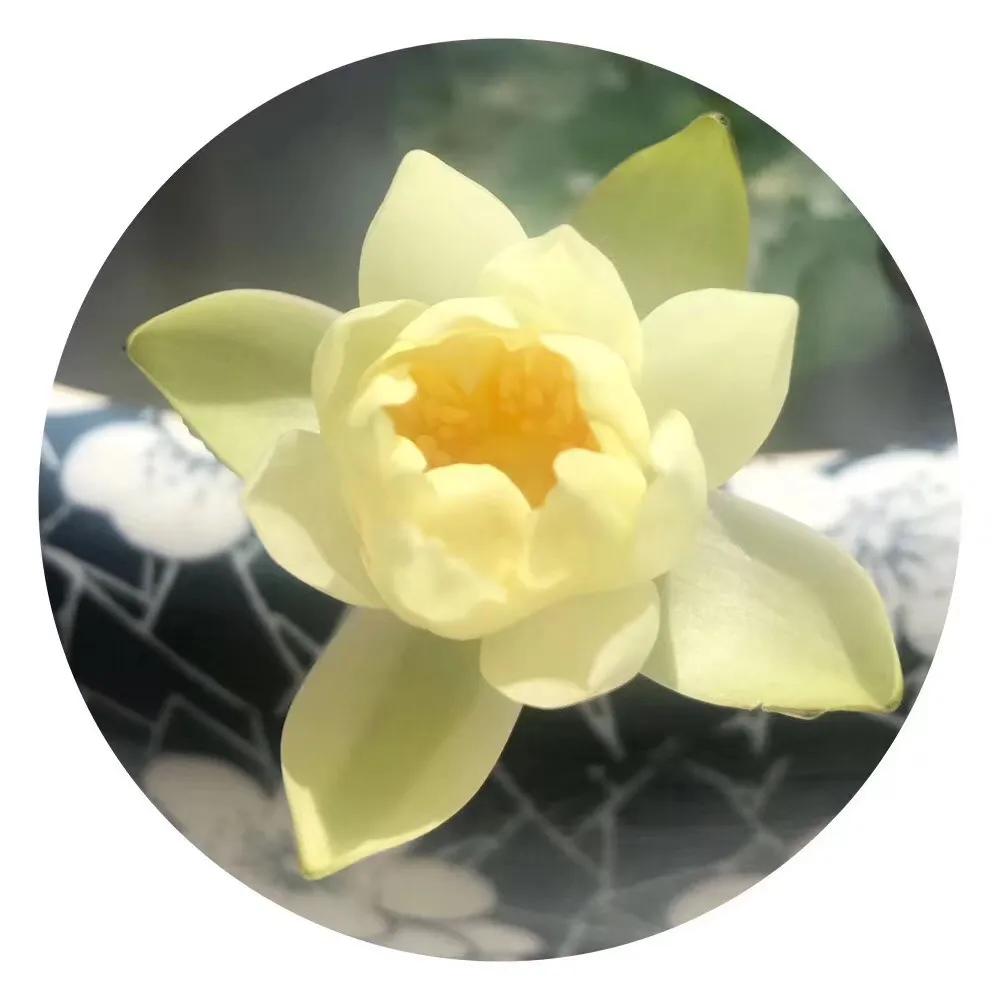 碗中种莲，年复一年花开花落到叶枯