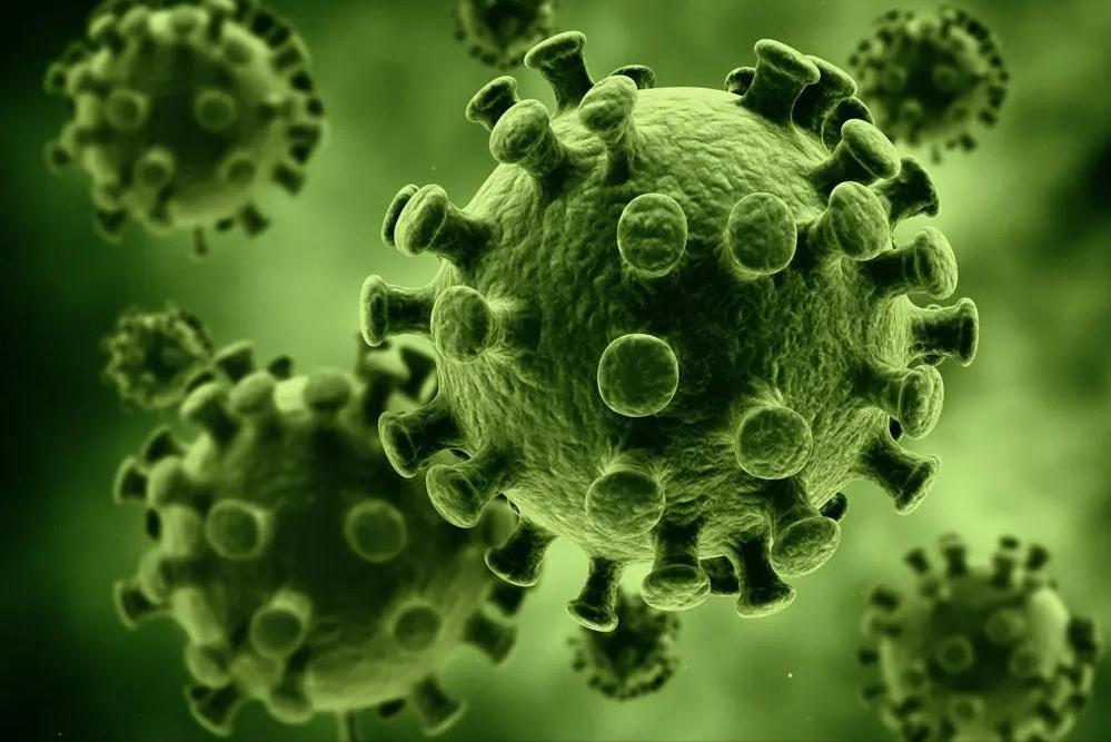 弯曲杆菌在什么地方有,弯曲杆菌有什么用