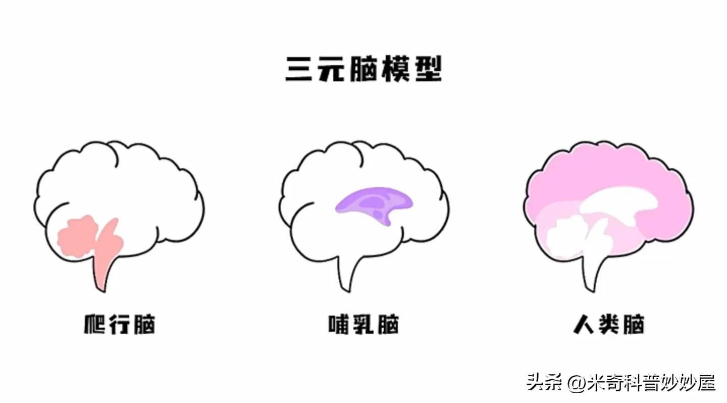 是大脑控制你，还是你控制大脑呢？