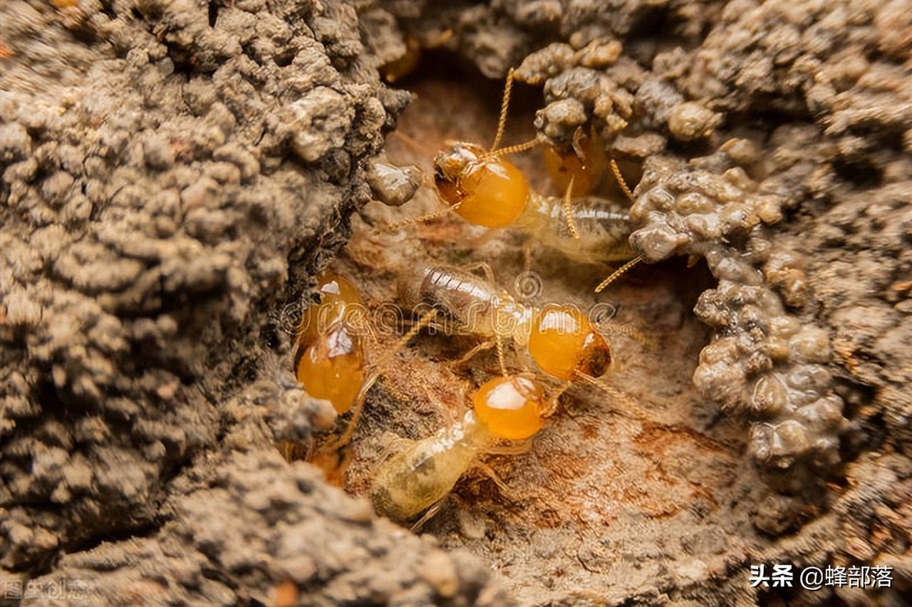 广州白蚁为什么那么多如何灭白蚁,中国的白蚁是从哪里来