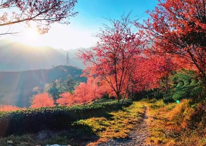 越南老街沙巴旅游景区,越南老街沙巴的村落